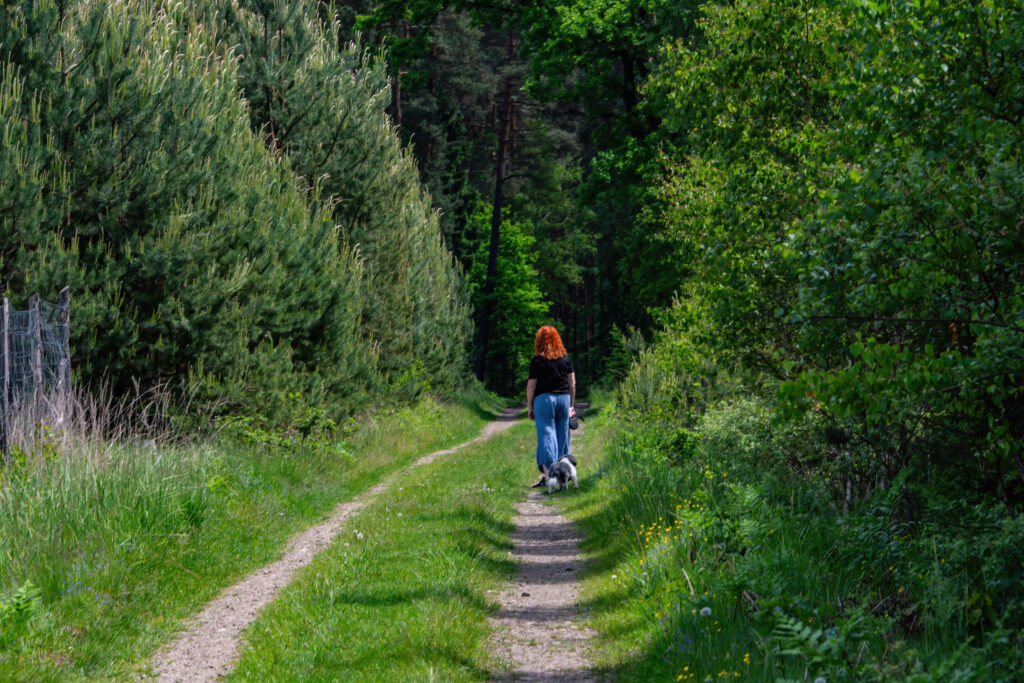 A woman walks two small dogs along a sunlit dirt path through a dense evergreen forest, bordered by wildflowers and a wire fence.